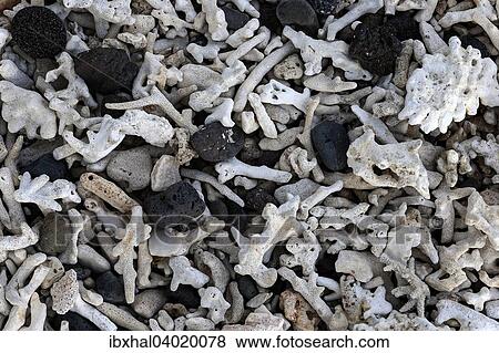 Stock Photo - "Coral and black lava rocks on a beach, Reunion, Africa". Fotosearch