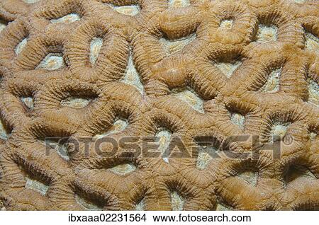 "Coral, close-up, Red Sea, Egypt, Africa" View Large Photo Image Picture - "Coral, close-up, Red Sea, Egypt, Africa". Fotosearch