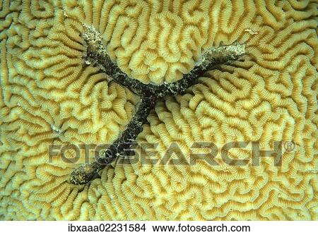 Picture - "Coral, close-up, Red Sea, Egypt, Africa". Fotosearch