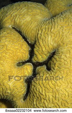"Coral, close-up, Red Sea, Egypt, Africa" View Large Photo Image Picture - "Coral, close-up, Red Sea, Egypt, Africa". Fotosearch