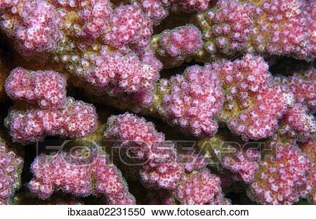"Coral, close-up, Red Sea, Egypt, Africa" View Large Photo Image Stock Image - "Coral, close-up, Red Sea, Egypt, Africa". Fotosearch
