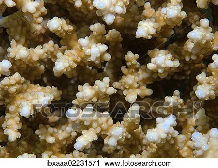"Coral, close-up, Red Sea, Egypt, Africa" View Large Photo Image Stock Image - "Coral, close-up, Red Sea, Egypt, Africa". Fotosearch