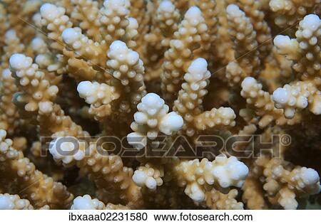 "Coral, close-up, Red Sea, Egypt, Africa" View Large Photo Image Stock Image - "Coral, close-up, Red Sea, Egypt, Africa". Fotosearch