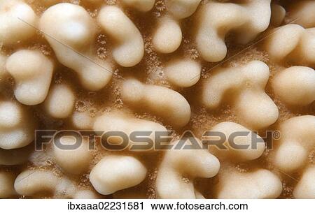"Coral, close-up, Red Sea, Egypt, Africa" View Large Photo Image Stock Image - "Coral, close-up, Red Sea, Egypt, Africa". Fotosearch
