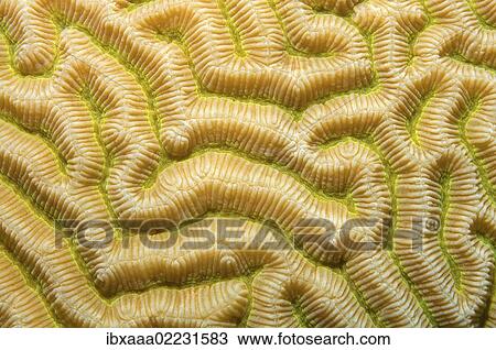 "Coral, close-up, Red Sea, Egypt, Africa" View Large Photo Image Stock Image - "Coral, close-up, Red Sea, Egypt, Africa". Fotosearch