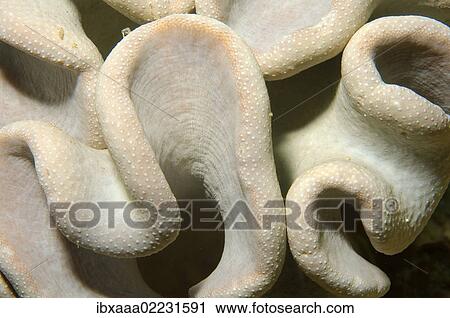 "Coral, close-up, Red Sea, Egypt, Africa" View Large Photo Image Stock Image - "Coral, close-up, Red Sea, Egypt, Africa". Fotosearch