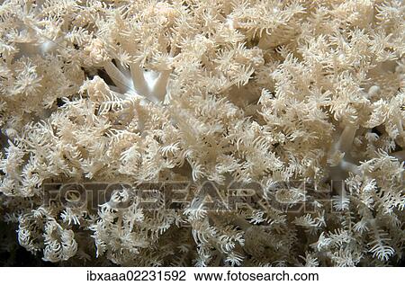 "Coral, close-up, Red Sea, Egypt, Africa" View Large Photo Image Stock Image - "Coral, close-up, Red Sea, Egypt, Africa". Fotosearch