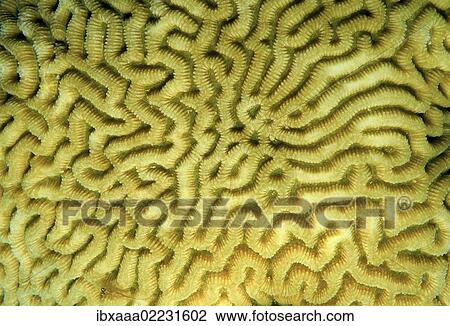 Stock Image - "Coral, close-up, Red Sea, Egypt, Africa". Fotosearch