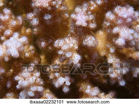 "Coral, close-up, Red Sea, Egypt, Africa" View Large Photo Image Stock Image - "Coral, close-up, Red Sea, Egypt, Africa". Fotosearch