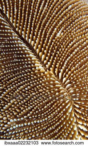"Coral, close-up, Red Sea, Egypt, Africa" View Large Photo Image Stock Image - "Coral, close-up, Red Sea, Egypt, Africa". Fotosearch