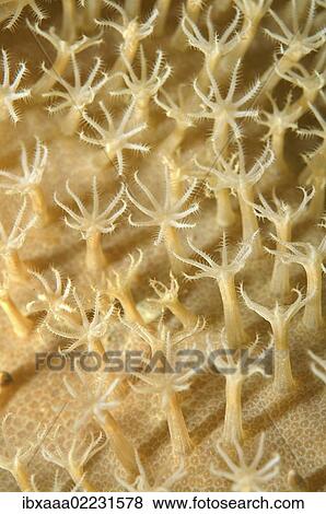 "Coral, close-up, Red Sea, Egypt, Africa" View Large Photo Image Stock Photo - "Coral, close-up, Red Sea, Egypt, Africa". Fotosearch