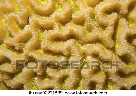 "Coral, close-up, Red Sea, Egypt, Africa" View Large Photo Image Stock Photo - "Coral, close-up, Red Sea, Egypt, Africa". Fotosearch
