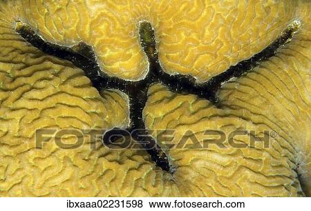 "Coral, close-up, Red Sea, Egypt, Africa" View Large Photo Image Stock Photo - "Coral, close-up, Red Sea, Egypt, Africa". Fotosearch