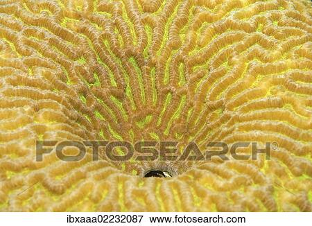 "Coral, close-up, Red Sea, Egypt, Africa" View Large Photo Image Stock Photo - "Coral, close-up, Red Sea, Egypt, Africa". Fotosearch