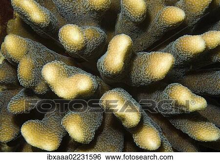 "Coral, close-up, Red Sea, Egypt, Africa" View Large Photo Image Stock Photograph - "Coral, close-up, Red Sea, Egypt, Africa". Fotosearch