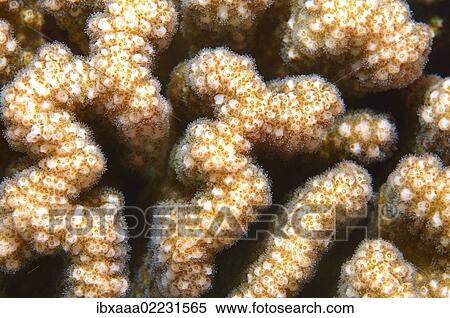 "Coral, close-up, Red Sea, Egypt, Africa" View Large Photo Image Stock Photography - "Coral, close-up, Red Sea, Egypt, Africa". Fotosearch