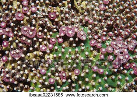 "Coral, close-up, Red Sea, Egypt, Africa" View Large Photo Image Stock Photography - "Coral, close-up, Red Sea, Egypt, Africa". Fotosearch