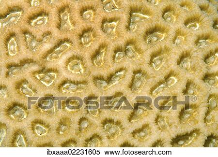 "Coral, close-up, Red Sea, Egypt, Africa" View Large Photo Image Stock Photography - "Coral, close-up, Red Sea, Egypt, Africa". Fotosearch