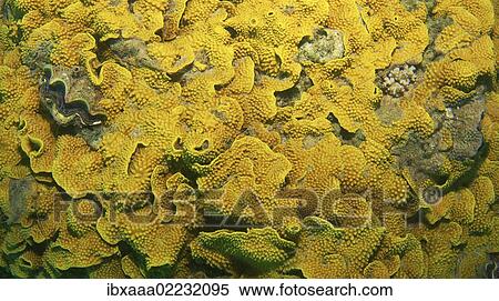 "Coral, close-up, Red Sea, Egypt, Africa" View Large Photo Image Stock Photography - "Coral, close-up, Red Sea, Egypt, Africa". Fotosearch