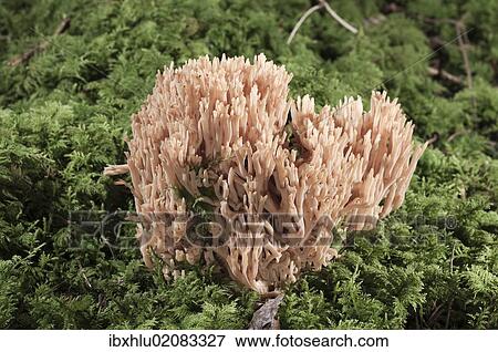"Coral Fungi or Antler Fungi (Ramaria pallida), Untergroeningen, Baden-Wuerttemberg, Germany, Europe" View Large Photo Image Stock Photo - "Coral Fungi or Antler Fungi (Ramaria pallida), Untergroeningen, Baden-Wuerttemberg, Germany, Europe". Fotosearch
