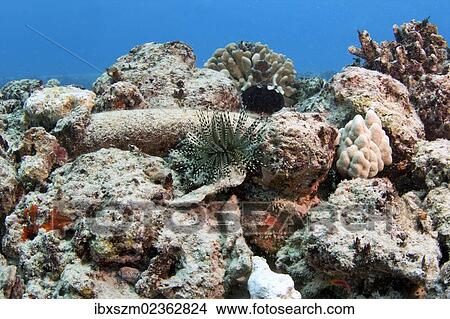 "Coral reef, Hawaii, USA" View Large Photo Image Picture - "Coral reef, Hawaii, USA". Fotosearch