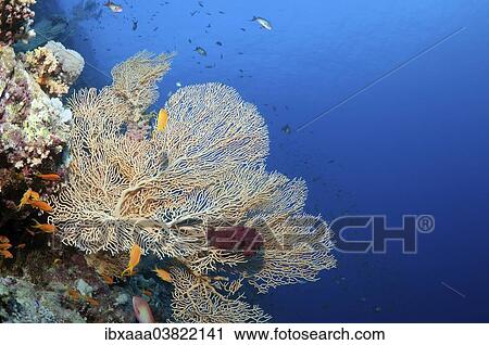 "Coral reef in Ras Muhammad National Park, Sinai Peninsula, Sharm el-Sheikh, Red Sea, Egypt, Africa" View Large Photo Image Stock Image - "Coral reef in Ras Muhammad National Park, Sinai Peninsula, Sharm el-Sheikh, Red Sea, Egypt, Africa". Fotosearch