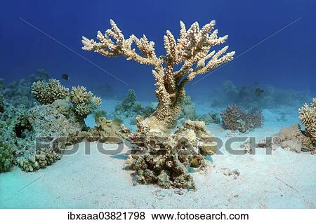 "Coral reef in Ras Muhammad National Park, Sinai Peninsula, Sharm el-Sheikh, Red Sea, Egypt, Africa" View Large Photo Image Stock Photo - "Coral reef in Ras Muhammad National Park, Sinai Peninsula, Sharm el-Sheikh, Red Sea, Egypt, Africa". Fotosearch