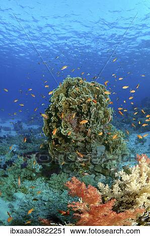 Stock Image - "Coral reef, Ras Muhammad National Park, Sinai Peninsula, Sharm el-Sheikh, Red Sea, Egypt, Africa". Fotosearch