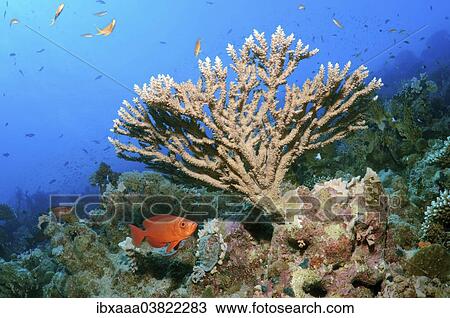 "Coral reef, Ras Muhammad National Park, Sinai Peninsula, Red Sea, Egypt, Africa" View Large Photo Image Stock Image - "Coral reef, Ras Muhammad National Park, Sinai Peninsula, Red Sea, Egypt, Africa". Fotosearch