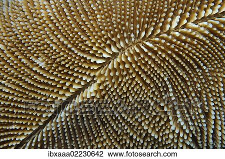 "Coral reef, texture, Red Sea, Egypt, Africa" View Large Photo Image Stock Image - "Coral reef, texture, Red Sea, Egypt, Africa". Fotosearch