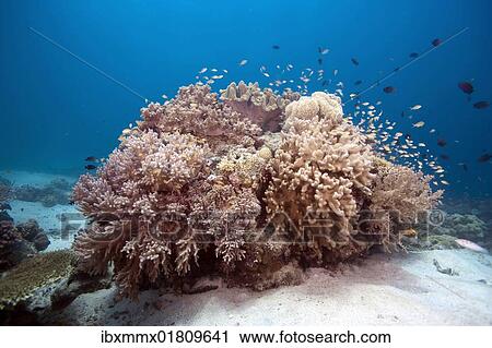 "Coral reef with various soft corals and damsel fish, Southern Leyte, Philippines, Asia" View Large Photo Image Stock Image - "Coral reef with various soft corals and damsel fish, Southern Leyte, Philippines, Asia". Fotosearch