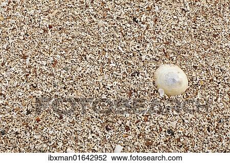 "Coral sand, Mannin Bay, Ballyconneely, Connemara, County Galway, Republic of Ireland, Europe" View Large Photo Image Stock Image - "Coral sand, Mannin Bay, Ballyconneely, Connemara, County Galway, Republic of Ireland, Europe". Fotosearch