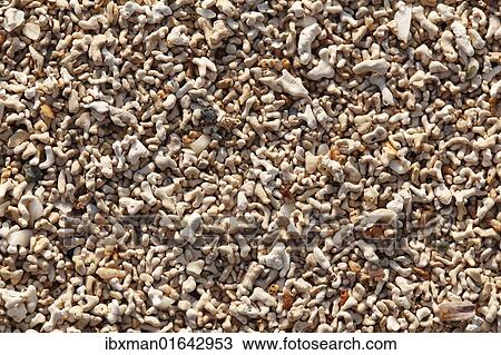 "Coral sand, Mannin Bay, Ballyconneely, Connemara, County Galway, Republic of Ireland, Europe" View Large Photo Image Stock Image - "Coral sand, Mannin Bay, Ballyconneely, Connemara, County Galway, Republic of Ireland, Europe". Fotosearch