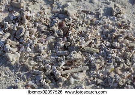 Coral sand View Large Photo Image Stock Photograph - Coral sand. Fotosearch