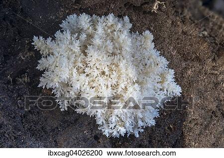 "Coral tooth fungus (Hericium coralloides) on rotting beech trunk, Monchbruch Nature Reserve, Hesse, Germany, Europe" View Large Photo Image Stock Image - "Coral tooth fungus (Hericium coralloides) on rotting beech trunk, Monchbruch Nature Reserve, Hesse, Germany, Europe". Fotosearch