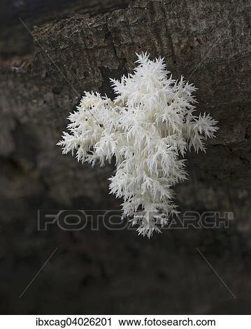 "Coral tooth fungus (Hericium coralloides) on rotting beech trunk, Monchbruch Nature Reserve, Hesse, Germany, Europe" View Large Photo Image Stock Image - "Coral tooth fungus (Hericium coralloides) on rotting beech trunk, Monchbruch Nature Reserve, Hesse, Germany, Europe". Fotosearch