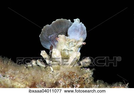 "Corallimorph Decorator Crab (Cyclocoeloma tuberculata) with sea anemones on the back, Bohol Sea, Cebu, Philippines, Asia" View Large Photo Image Stock Photo - "Corallimorph Decorator Crab (Cyclocoeloma tuberculata) with sea anemones on the back, Bohol Sea, Cebu, Philippines, Asia". Fotosearch