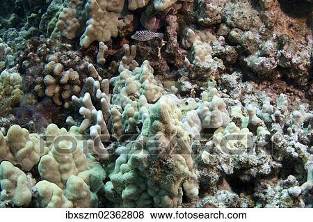 Stock Photo - "Corals, Maunalua Bay, Oahu, Hawaii, USA". Fotosearch