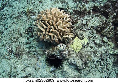 "Corals, Maunalua Bay, Oahu, Hawaii, USA" View Large Photo Image Stock Photo - "Corals, Maunalua Bay, Oahu, Hawaii, USA". Fotosearch