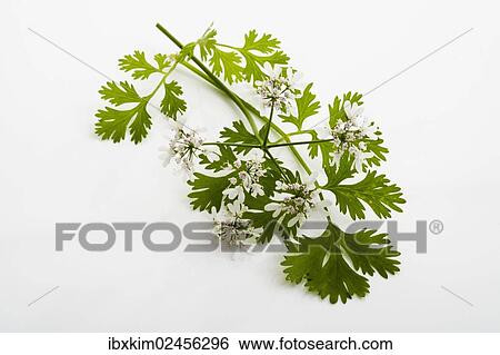 Coriander (Coriandrum sativum) with flowers View Large Photo Image Stock Photograph - Coriander (Coriandrum sativum) with flowers. Fotosearch