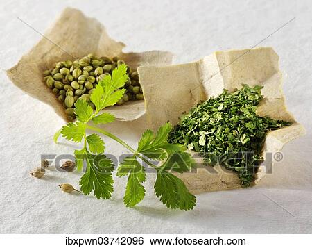 Coriander leaves and coriander seeds View Large Photo Image Stock Photograph - Coriander leaves and coriander seeds. Fotosearch