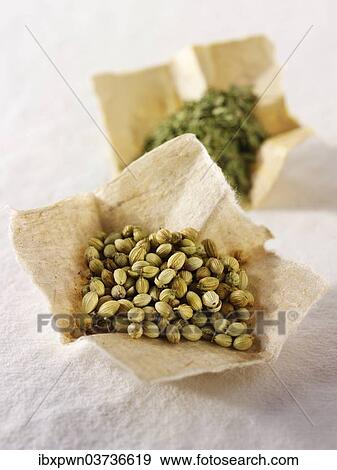 Coriander leaves and seeds View Large Photo Image Stock Photo - Coriander leaves and seeds. Fotosearch