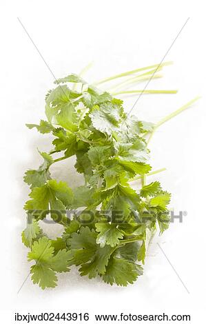 Stock Photograph - Coriander or Cilantro. Fotosearch