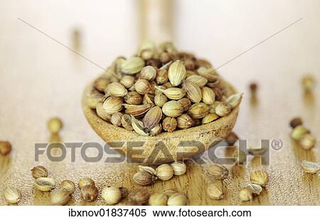 Coriander seeds on wooden spoon View Large Photo Image Stock Photography - Coriander seeds on wooden spoon. Fotosearch
