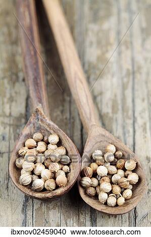 Coriander seeds on wooden spoons View Large Photo Image Stock Image - Coriander seeds on wooden spoons. Fotosearch
