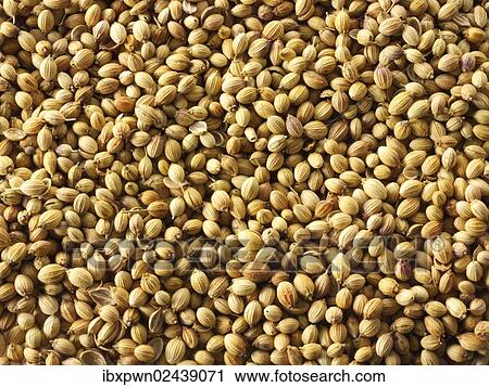 Coriander seeds View Large Photo Image Stock Image - Coriander seeds. Fotosearch