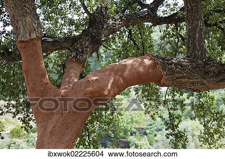 "Cork oak (Quercus suber), Algarve, Portugal, Europe" View Large Photo Image Picture - "Cork oak (Quercus suber), Algarve, Portugal, Europe". Fotosearch