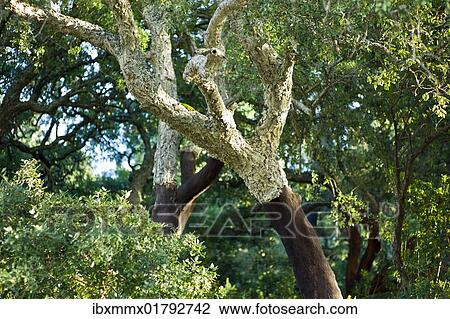"Cork oak (Quercus suber), Barranco do Banho gorge, Algarve region, Portugal, Europe" View Large Photo Image Stock Image - "Cork oak (Quercus suber), Barranco do Banho gorge, Algarve region, Portugal, Europe". Fotosearch