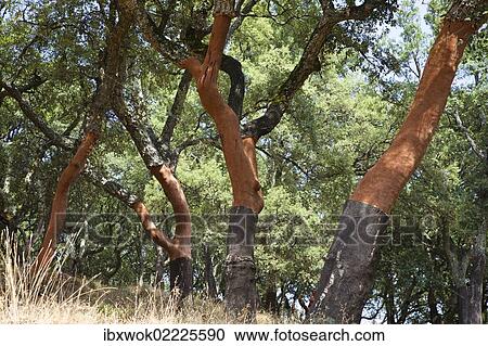"Cork oak (Quercus suber), Serra de Monchique, Algarve, Portugal, Europe" View Large Photo Image Stock Image - "Cork oak (Quercus suber), Serra de Monchique, Algarve, Portugal, Europe". Fotosearch