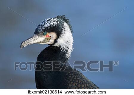 "Cormorant (Phalacrocorax carbo), portrait, captive" View Large Photo Image Picture - "Cormorant (Phalacrocorax carbo), portrait, captive". Fotosearch